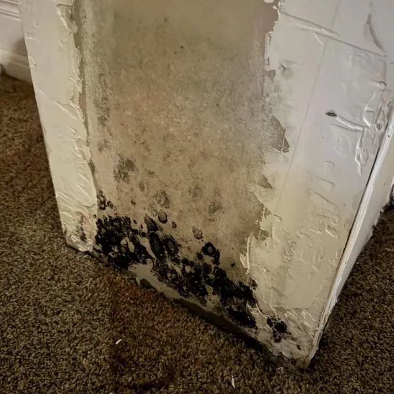 Professional Mold Removal in Wellsville, KS